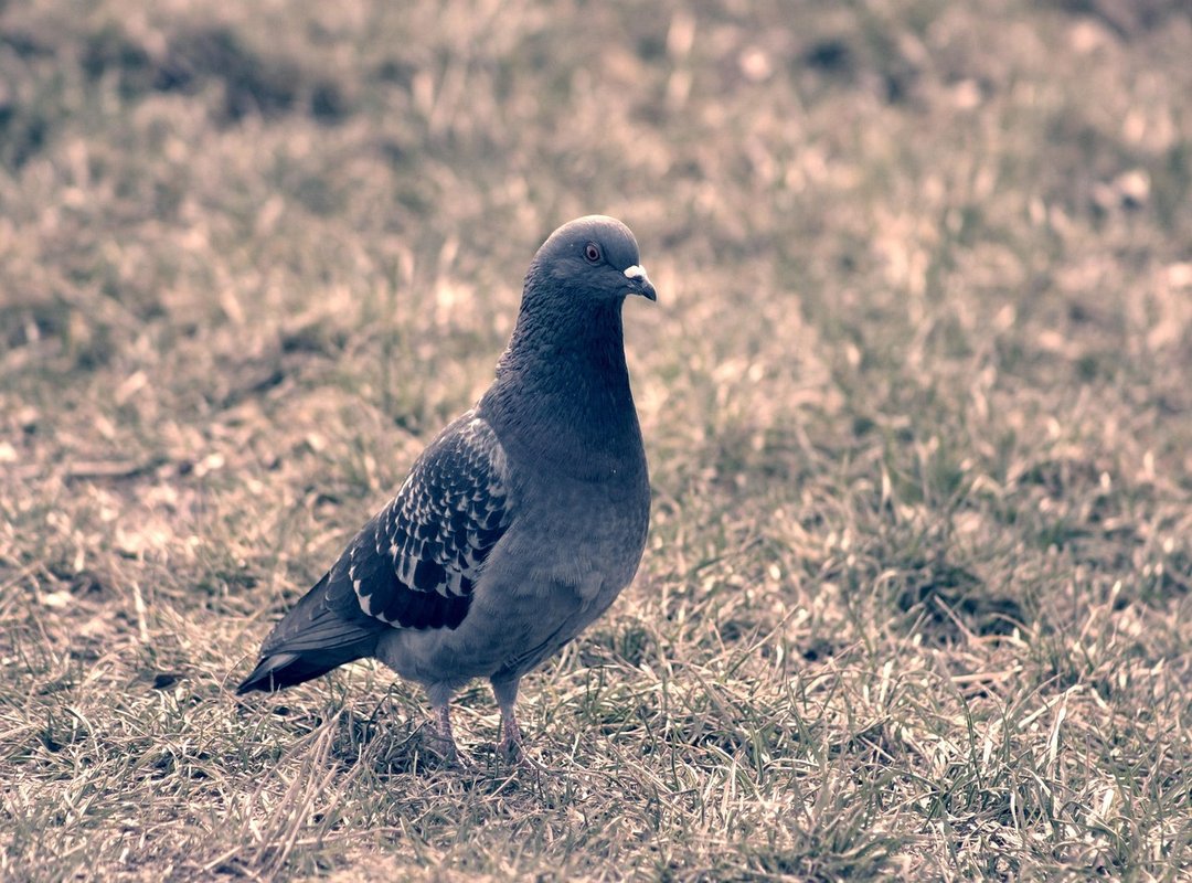 Common Types of 'Hacks' and How They Claim to Work