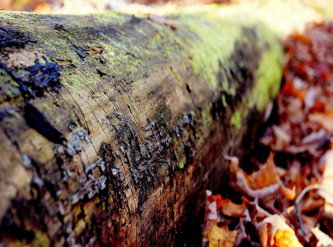 Frequently Asked Questions (FAQs)